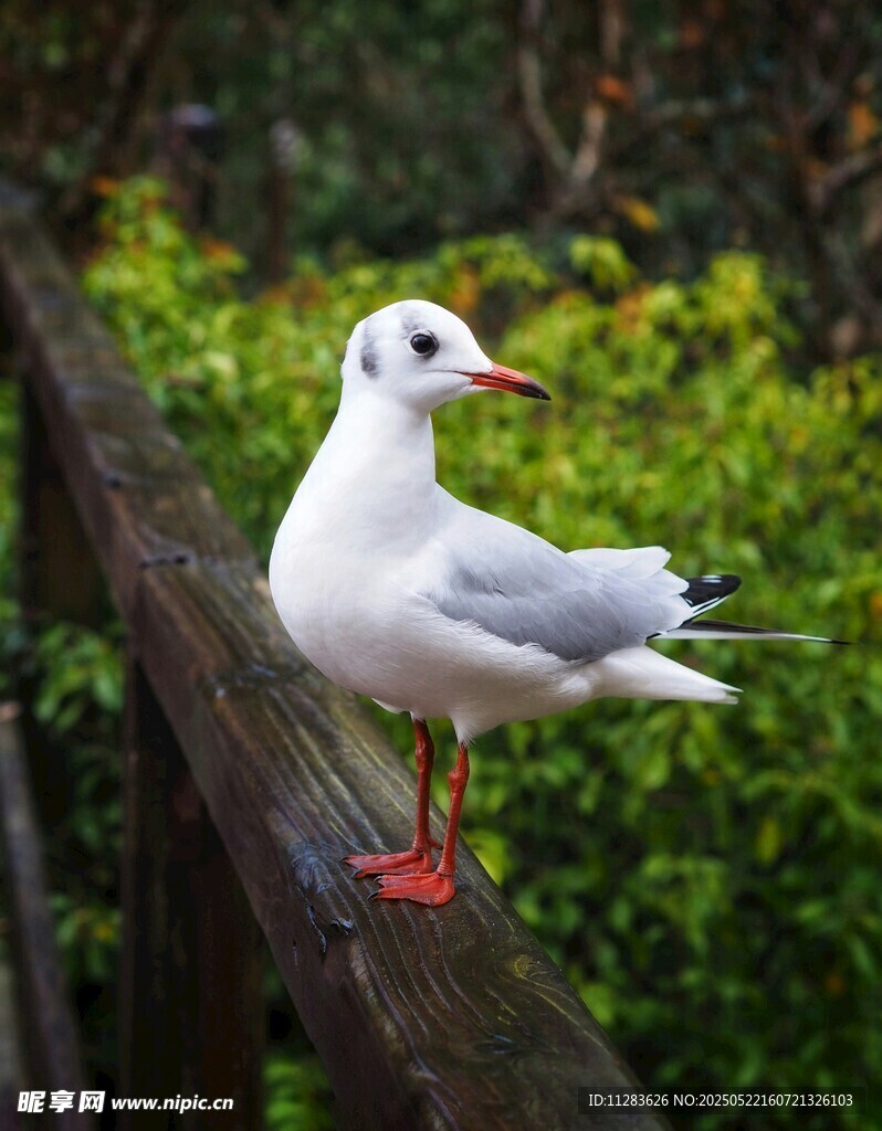 木栏上的白鸟