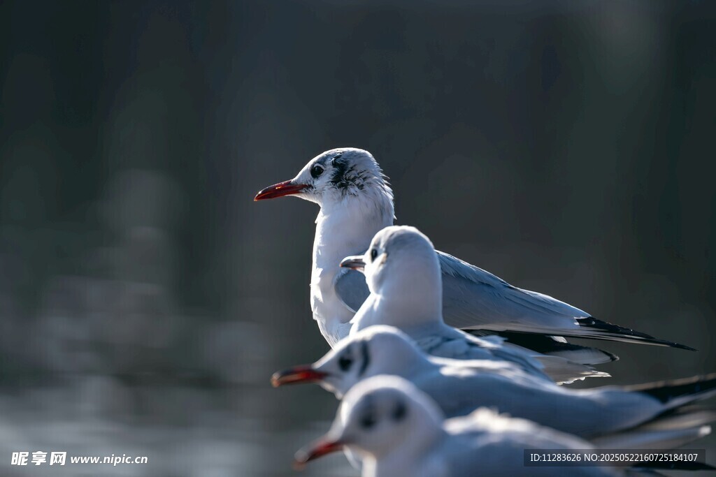 海鸥群立 姿态优雅