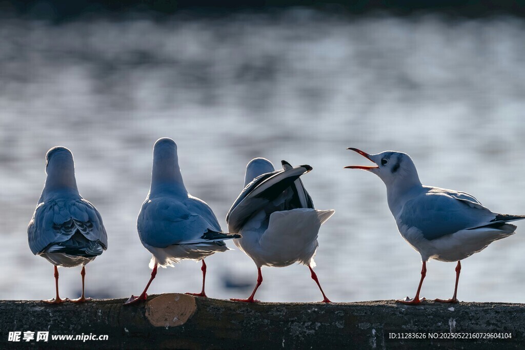 海边站立的几只可爱海鸟