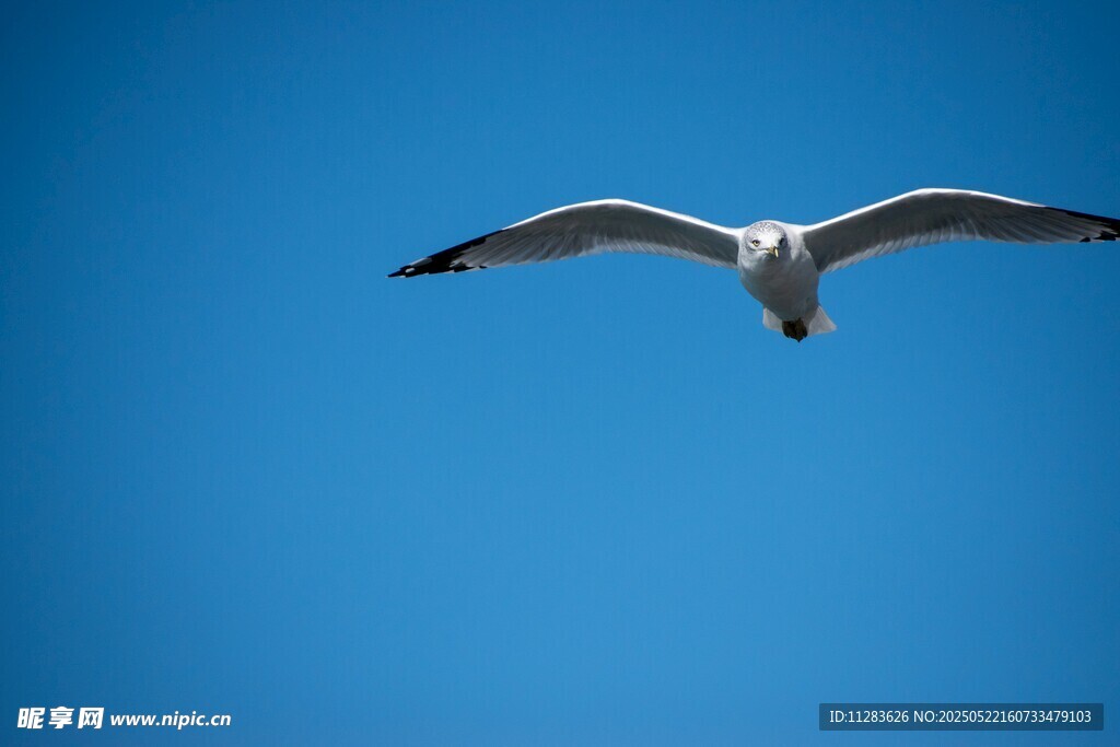 蓝天中翱翔的海鸥