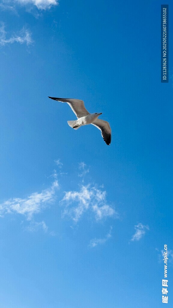 蓝天中翱翔的海鸥