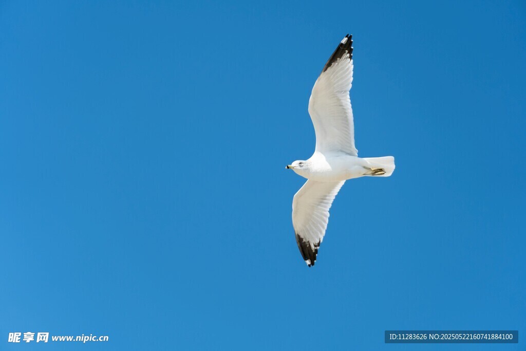 蓝天中翱翔的白色海鸥