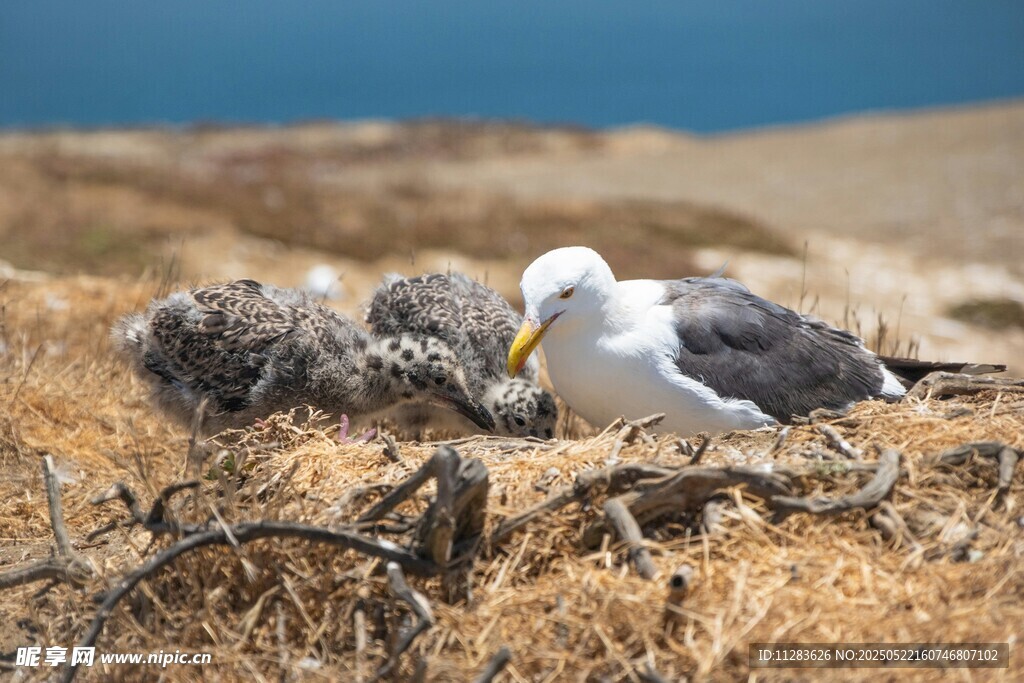 海边鸟巢旁的守护海鸟