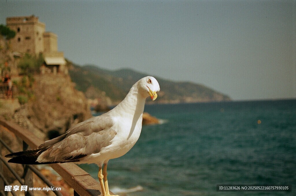 海边栏杆上的海鸥