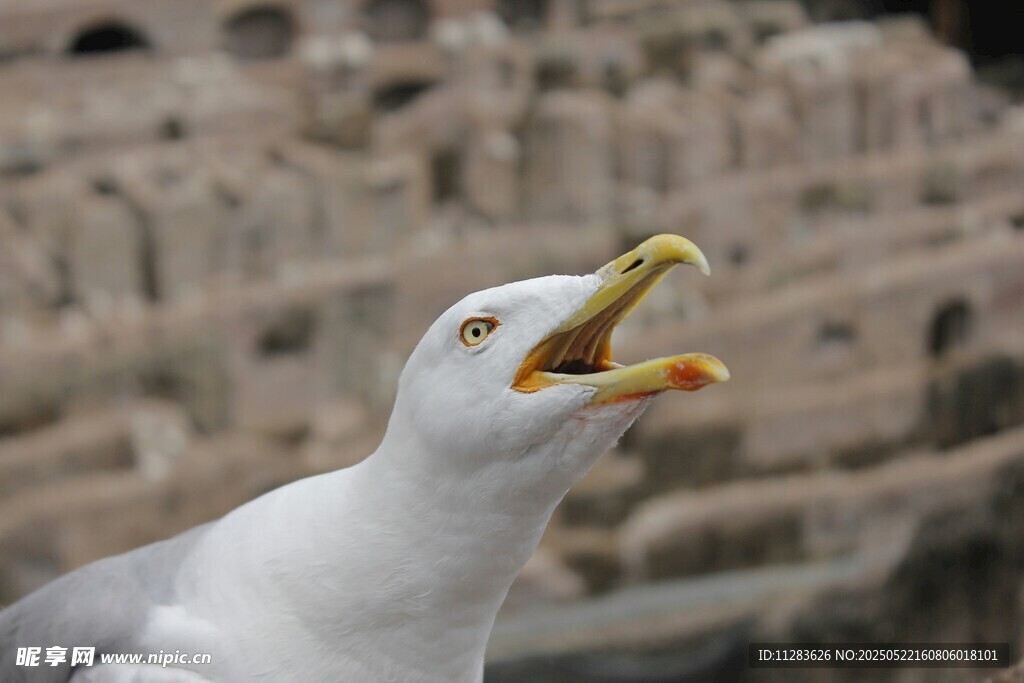 张嘴鸣叫的海鸥