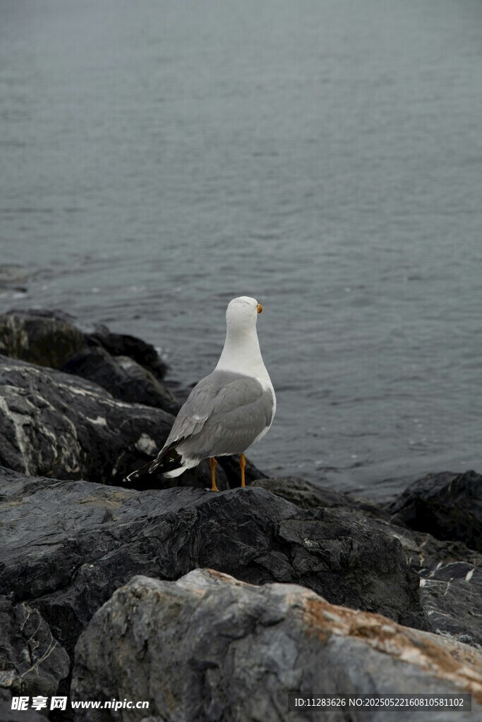岩石上的海鸥