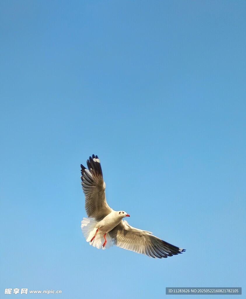 蓝天中翱翔的飞鸟