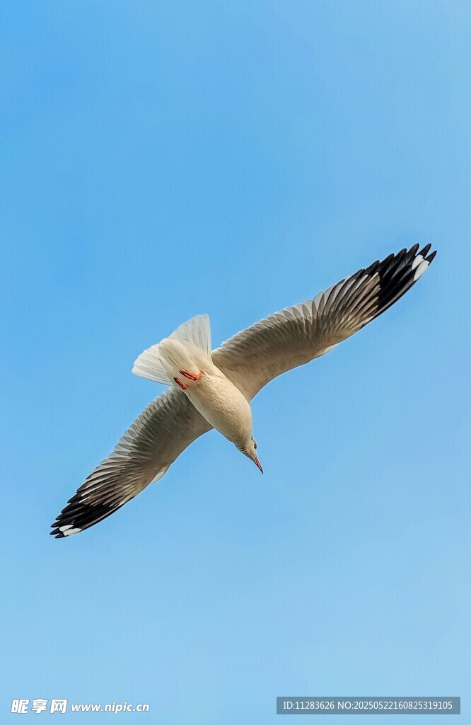 蓝天中翱翔的海鸥