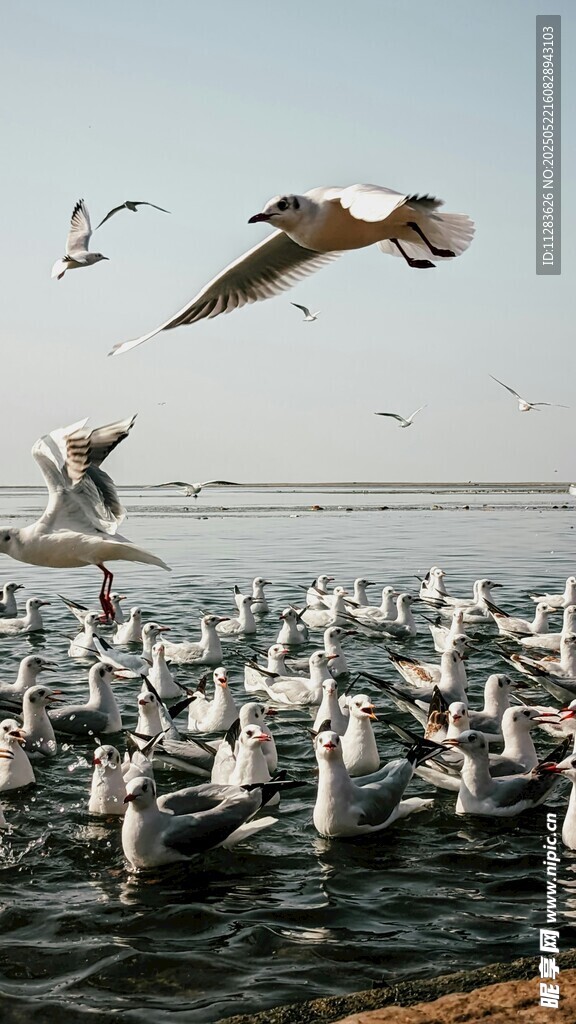 群鸥飞舞于水面之上