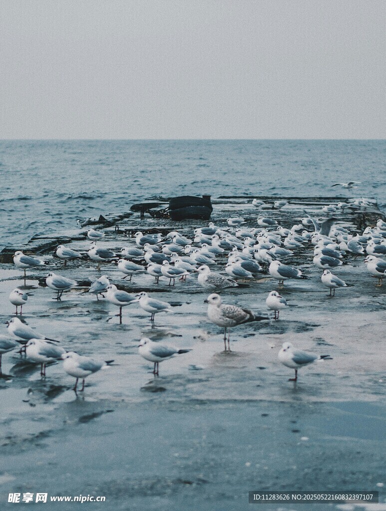 海边群集的海鸥
