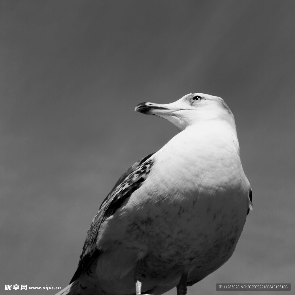 黑白海鸥特写