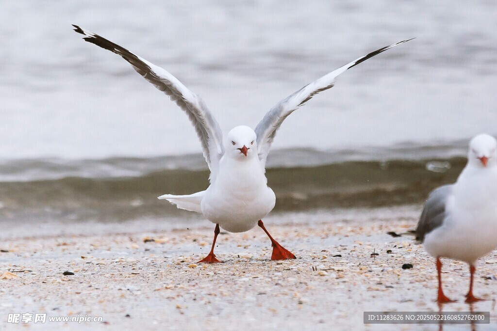 沙滩上展翅的海鸥