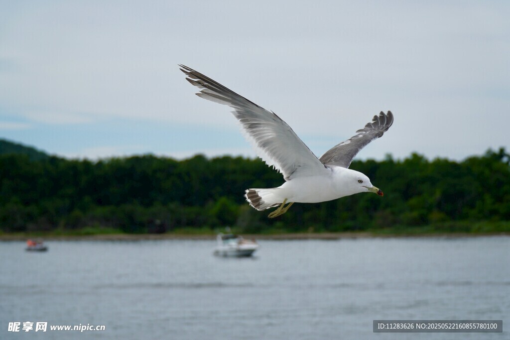 海鸥于湖面展翅飞翔