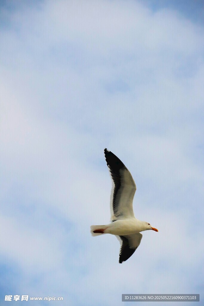 天空中翱翔的飞鸟