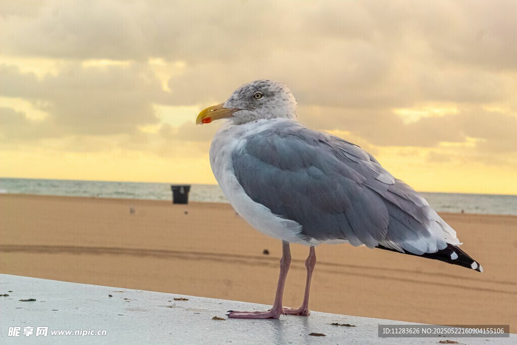 海边海鸥独立于夕阳下