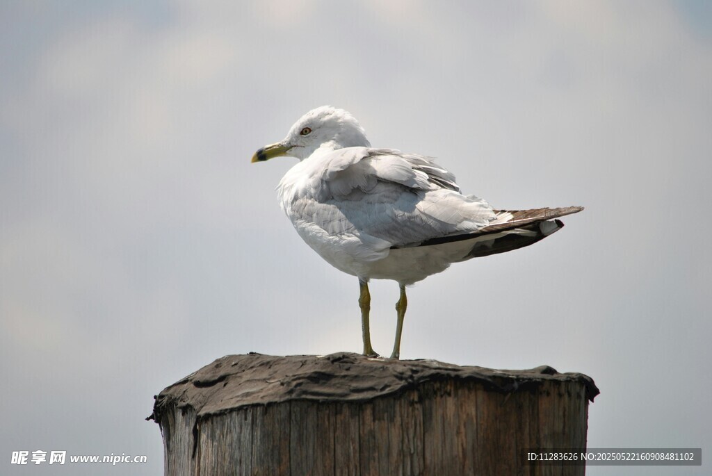 海鸥立于木桩上