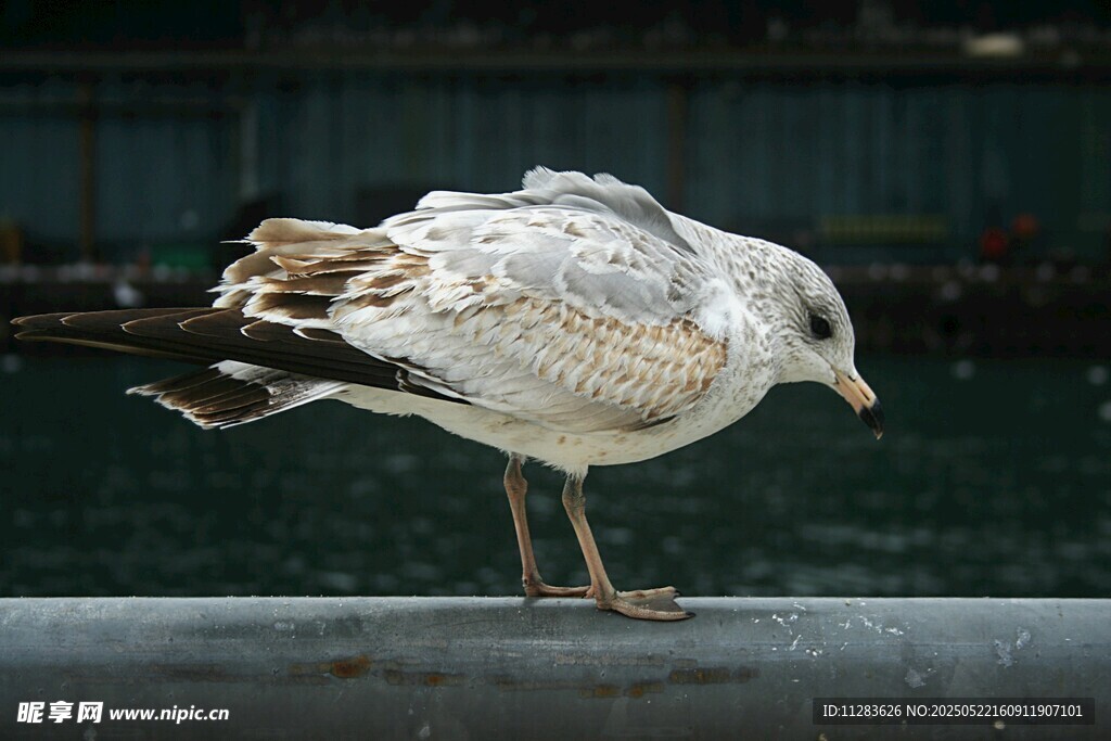 单脚站立的灰白海鸥