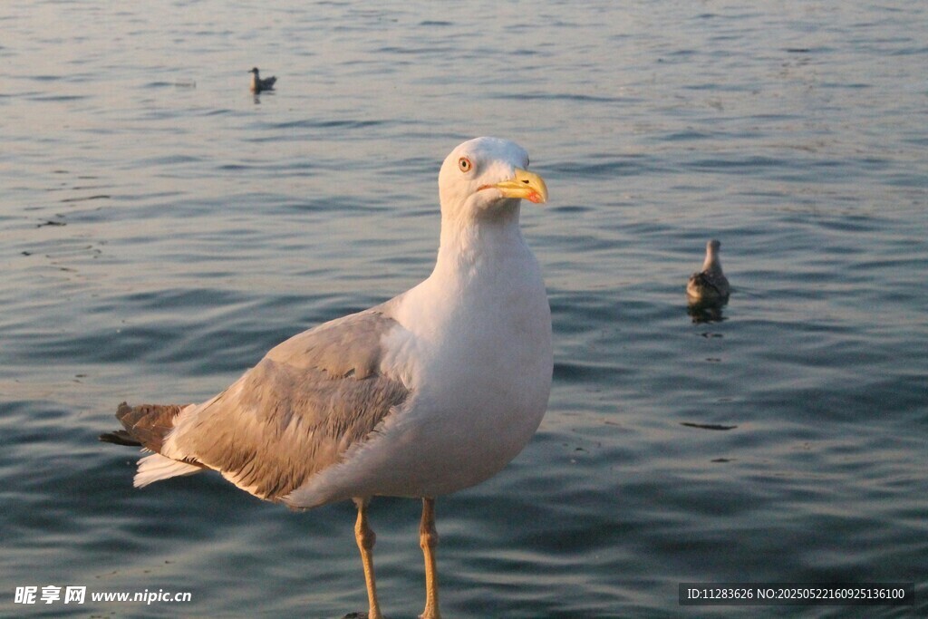 海边站立的海鸥