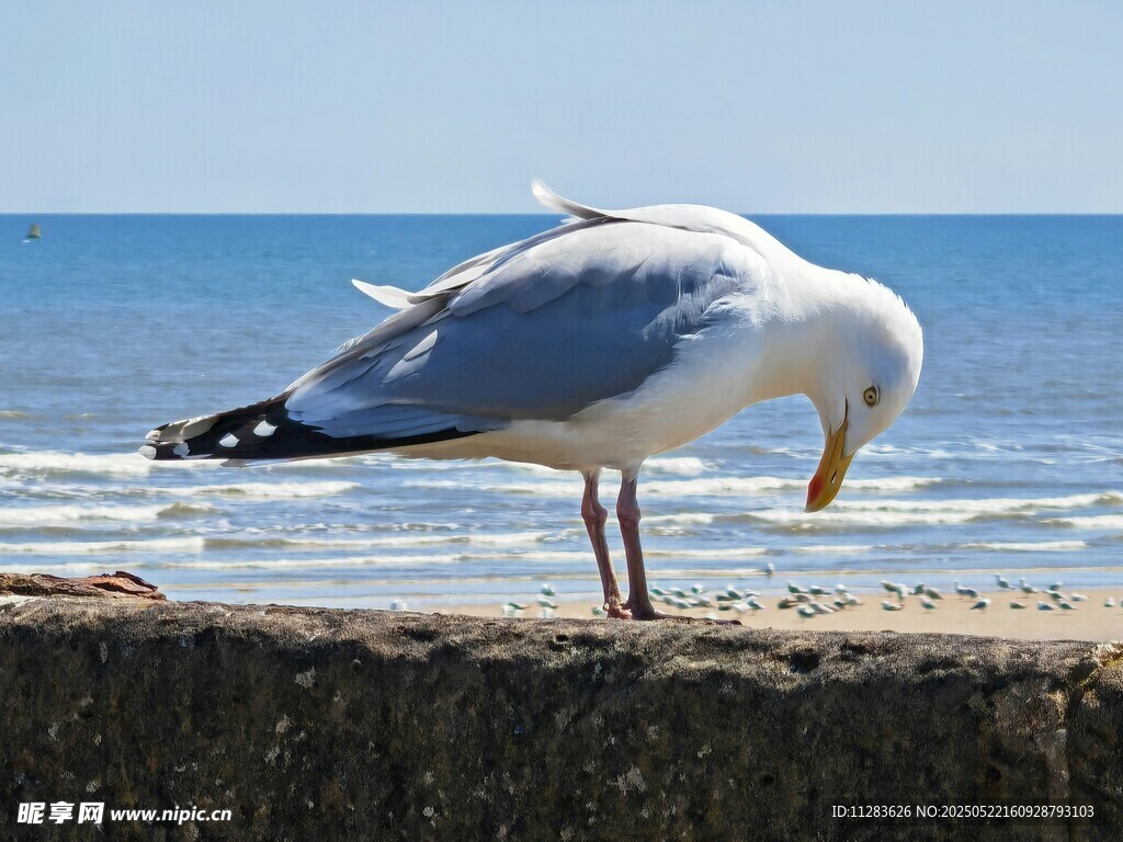 海边海鸥低头觅食瞬间
