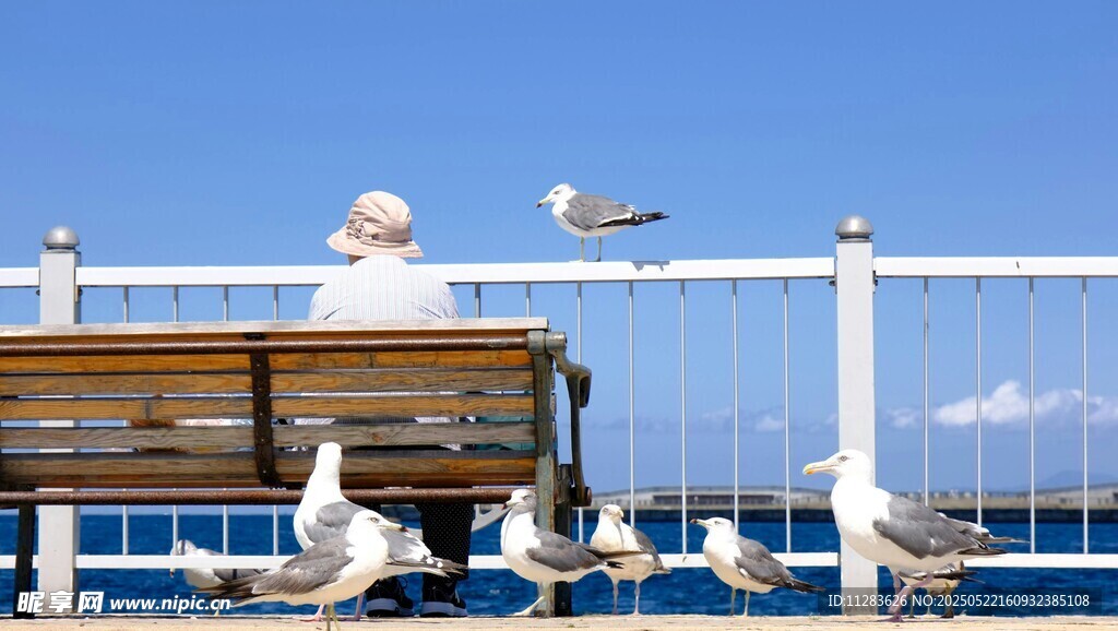 老人坐长椅与海鸥相伴