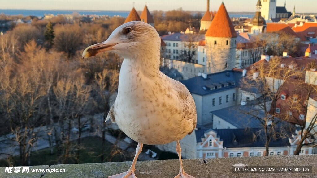 城市边的海鸥眺望远方