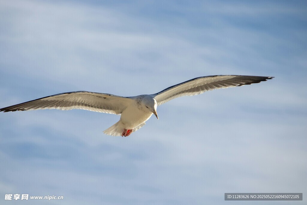 翱翔天际的海鸥