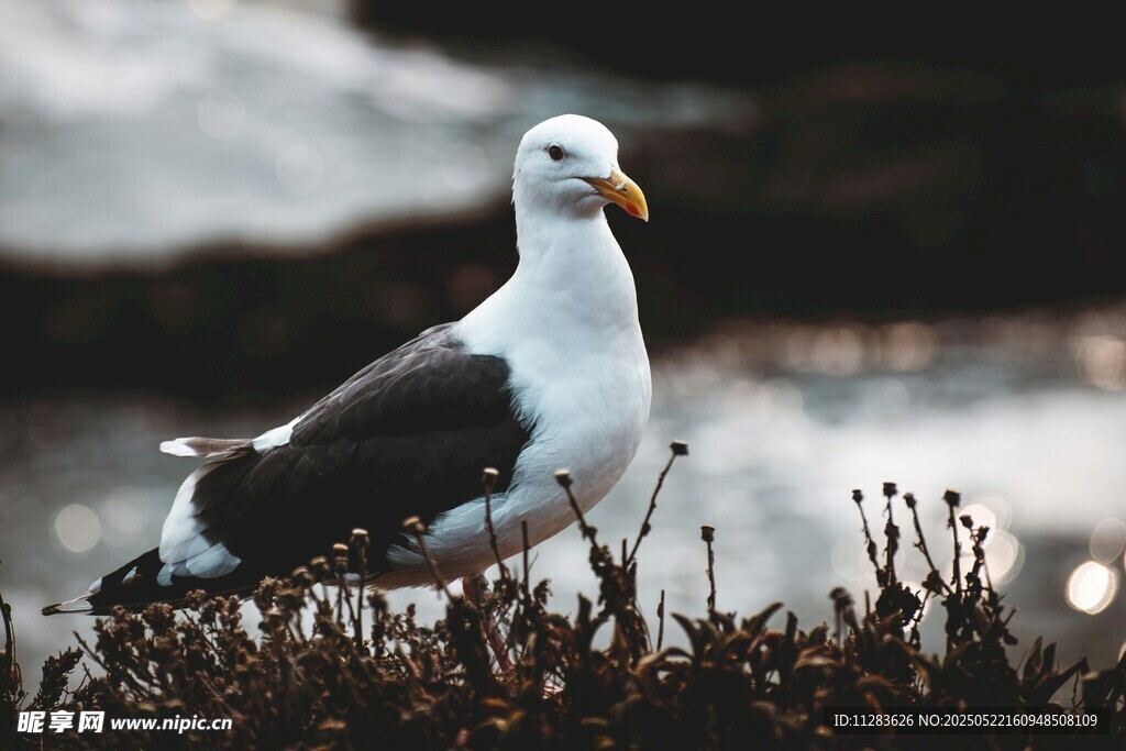 海边站立的海鸥