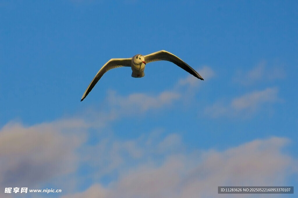 蓝天中翱翔的海鸥
