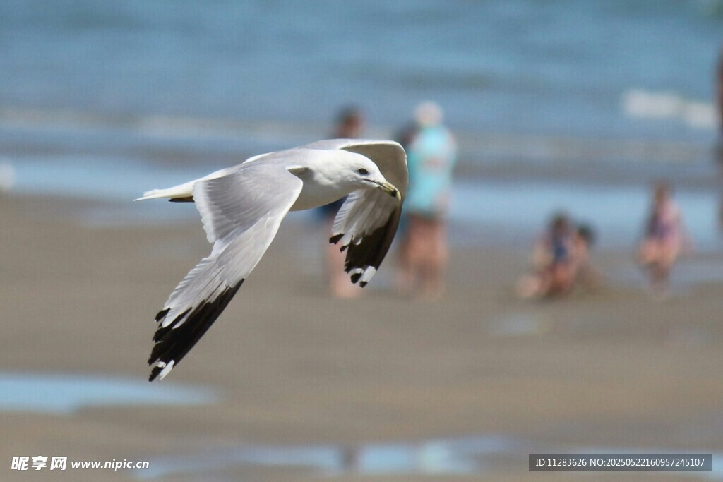 海鸥于海滩上空展翅飞翔