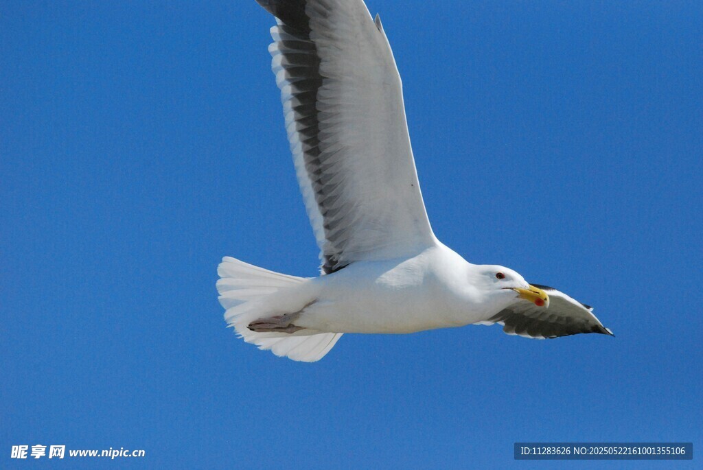 蓝天中翱翔的叼鱼海鸥