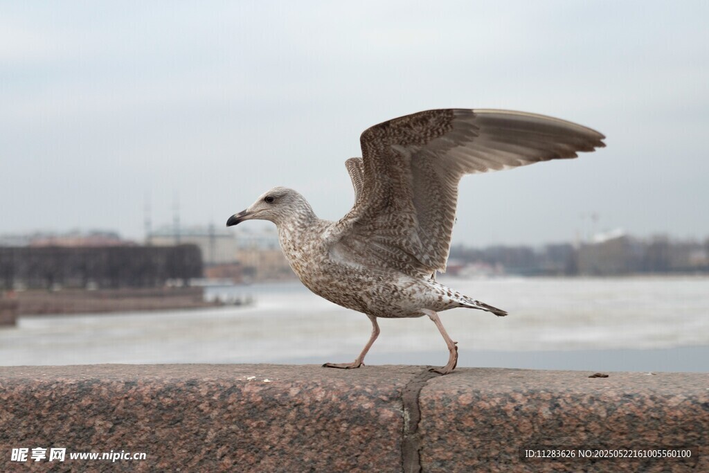 展翅欲飞的海边小海鸥