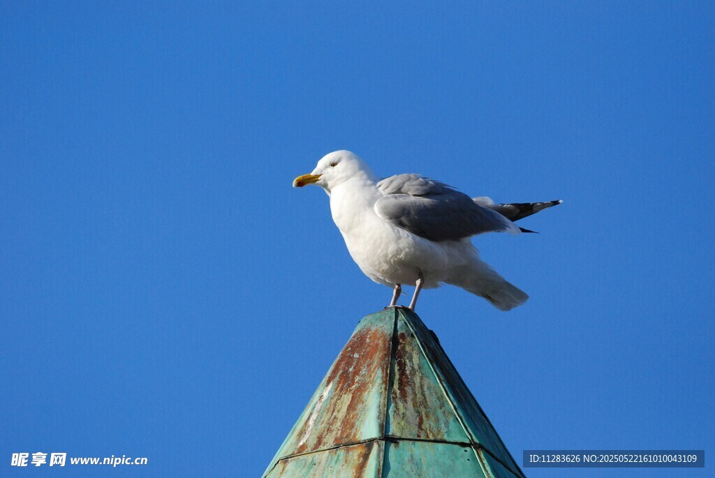 海鸥立于尖顶