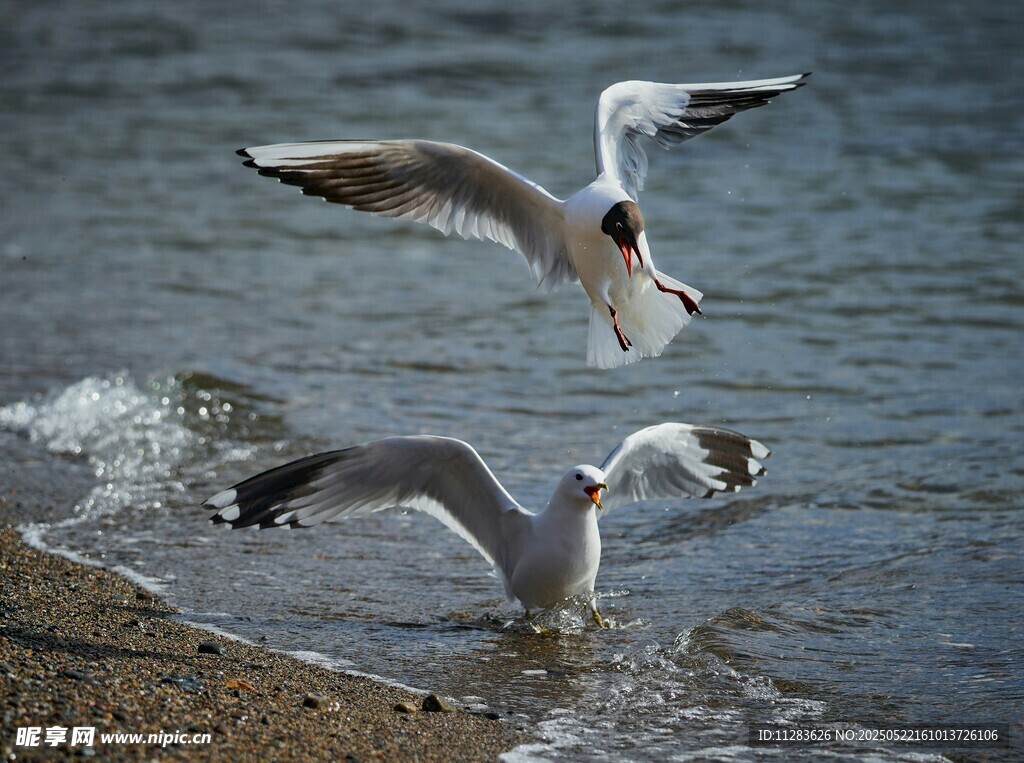 海鸥于水边嬉戏
