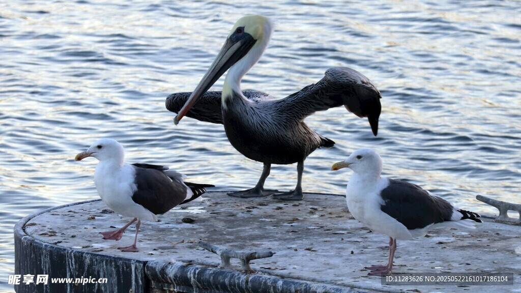 鹈鹕与海鸥立于石墩