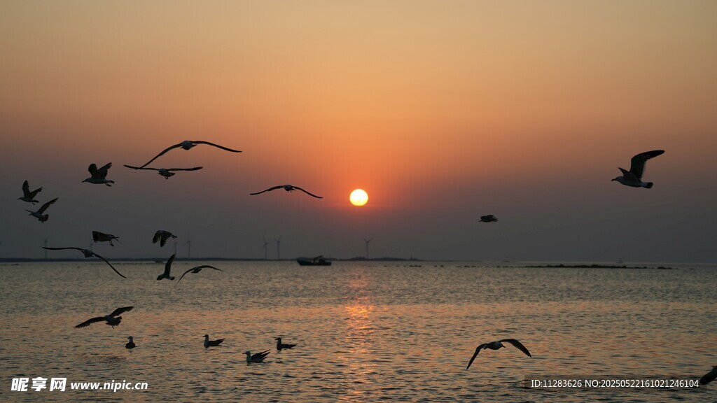 夕阳下飞鸟翱翔于海面