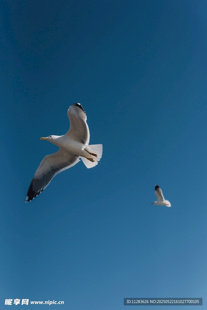 蓝天中翱翔的两只海鸥