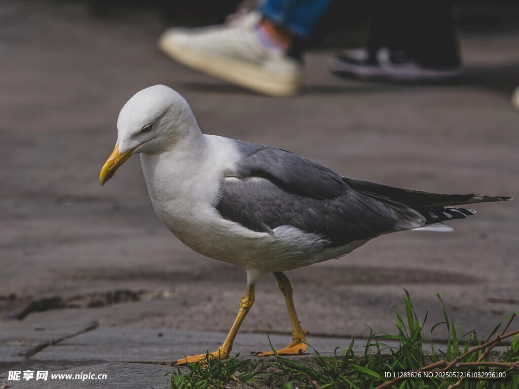 人行道上的黄脚海鸥