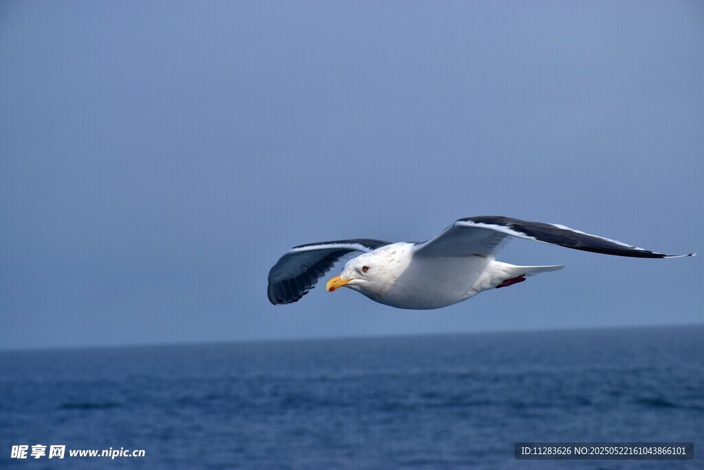 海鸥翱翔于蓝色海面