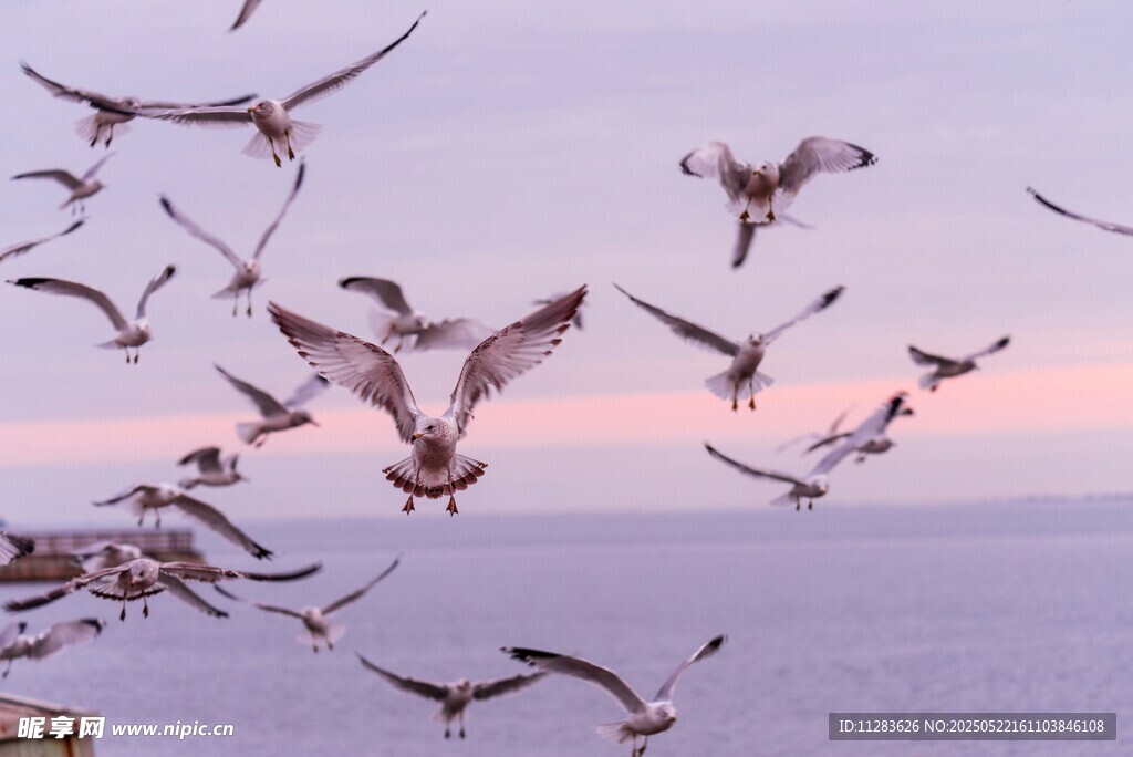 夕阳下群鸟翱翔海面