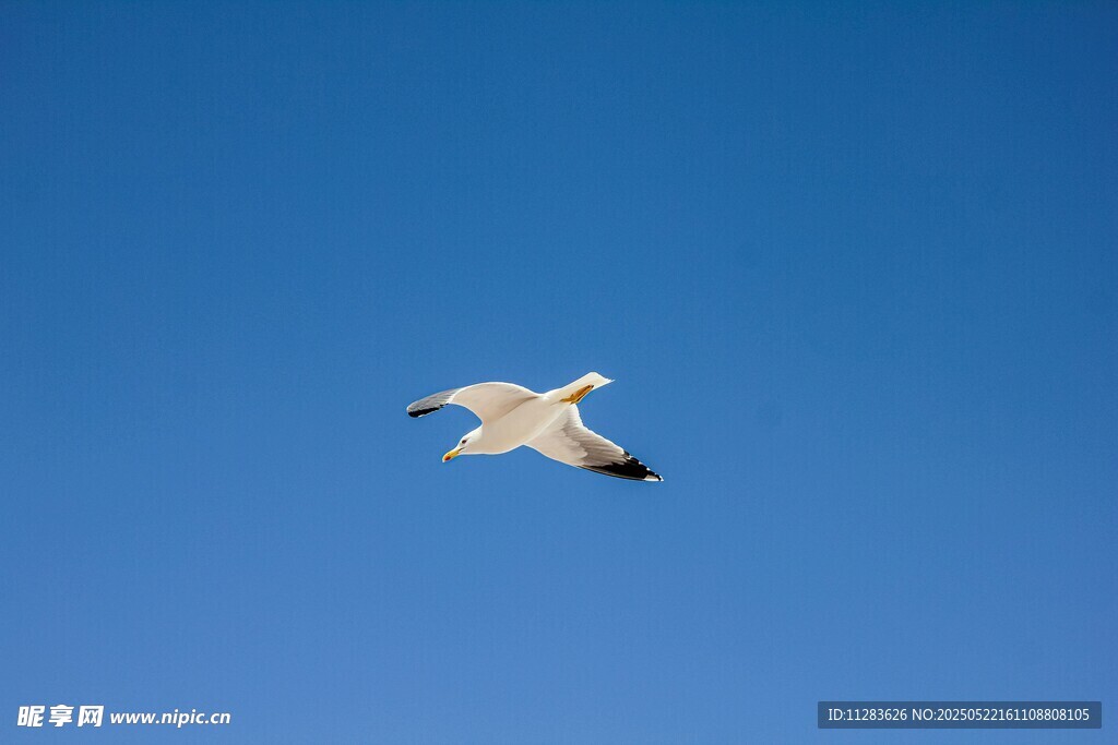 蓝天中翱翔的白色飞鸟
