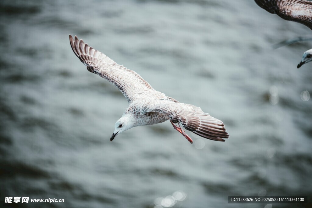 海鸥展翅翱翔于海面
