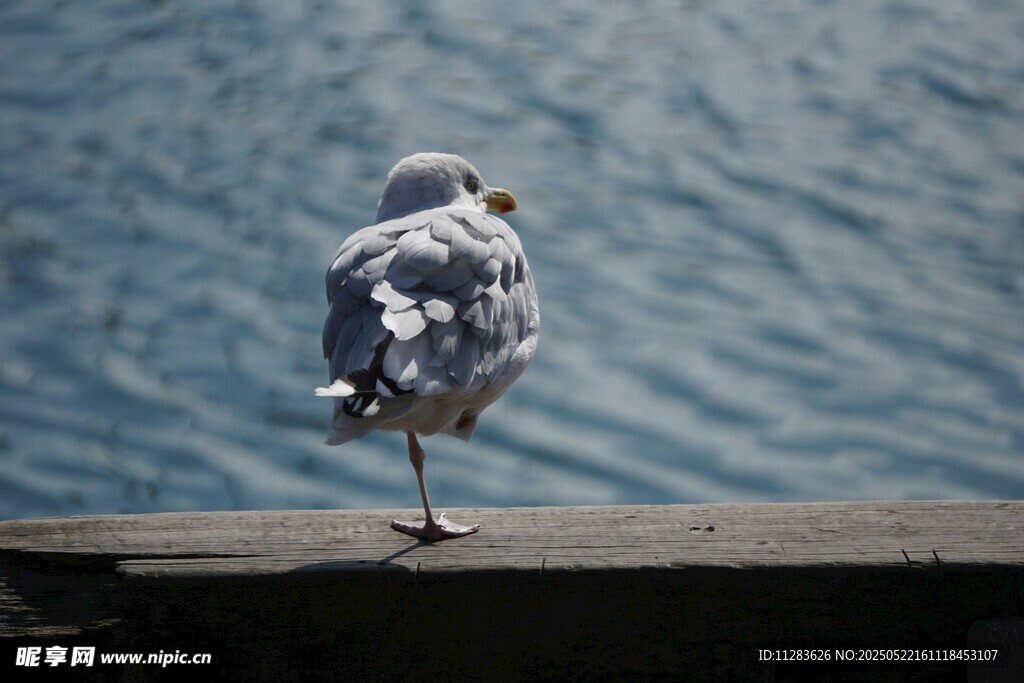 海鸥独立于水边栏杆