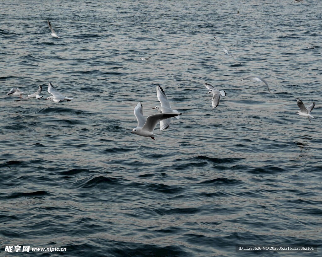 海面上飞翔的一群海鸥