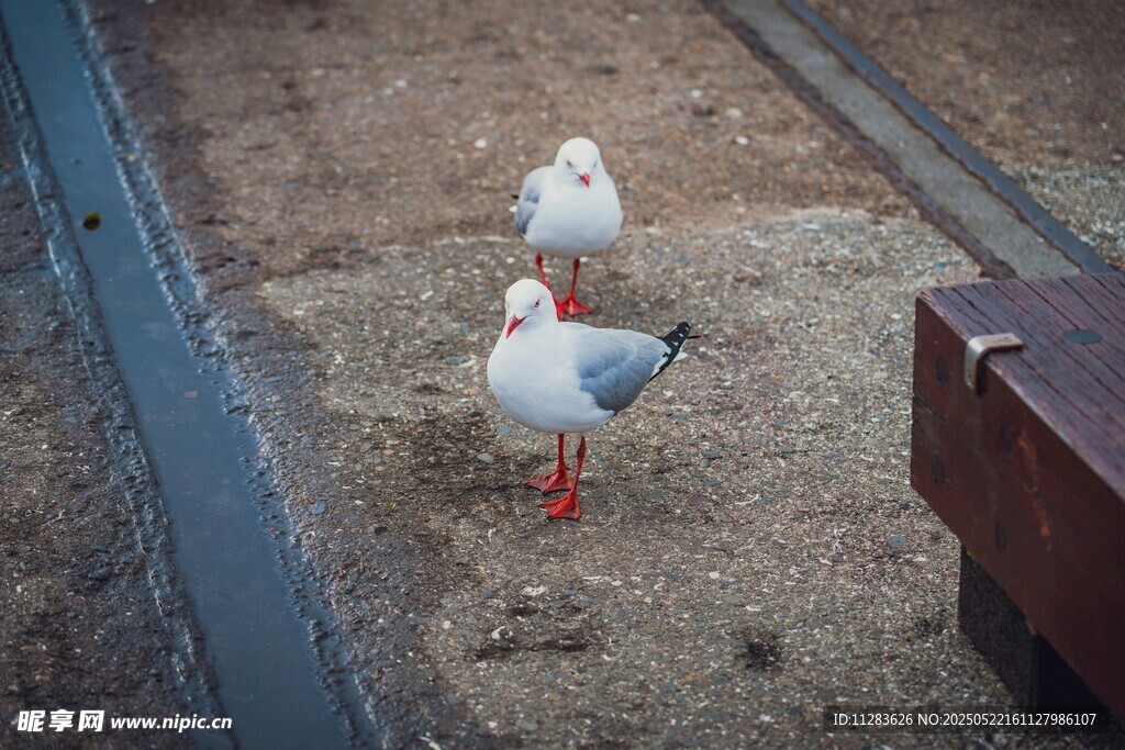 三只红脚白鸟在地面