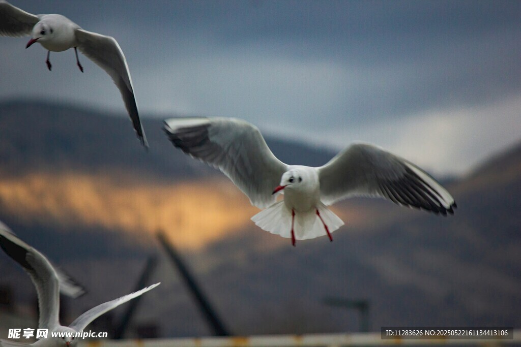 海鸥翱翔于天际