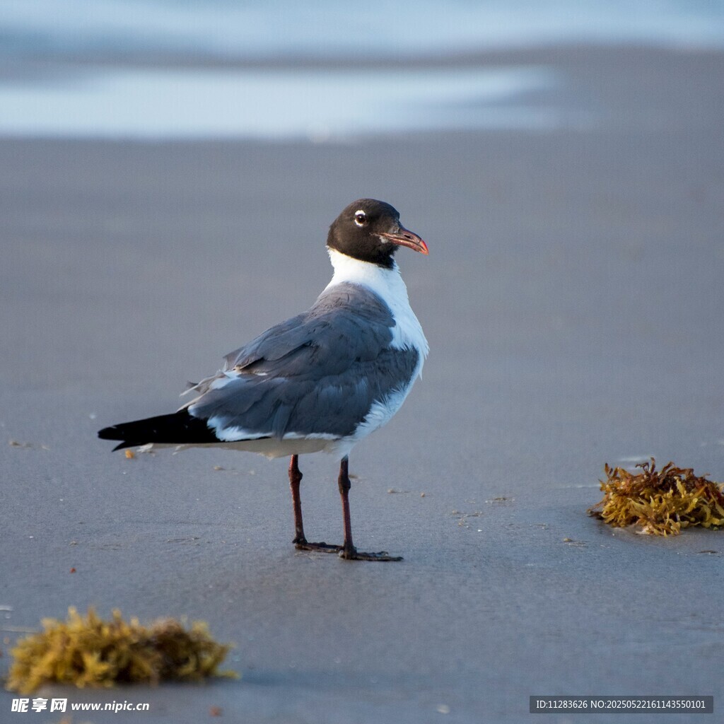 海滩上的单只海鸥