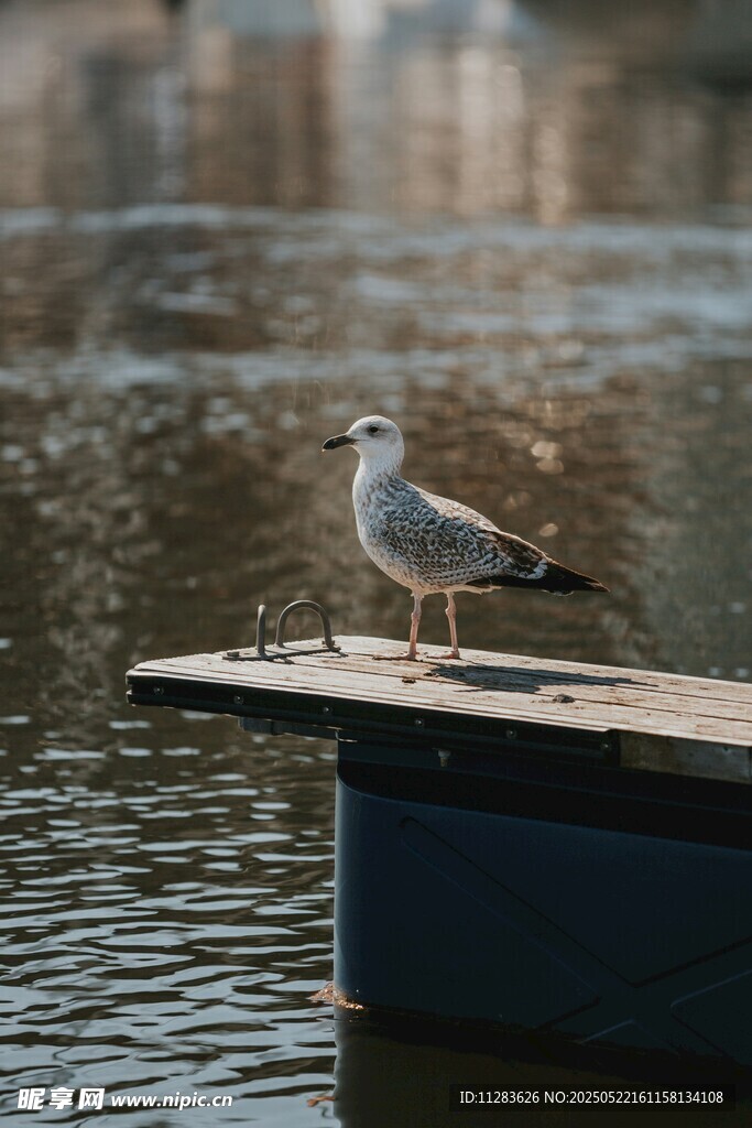 水边平台上的一只海鸥