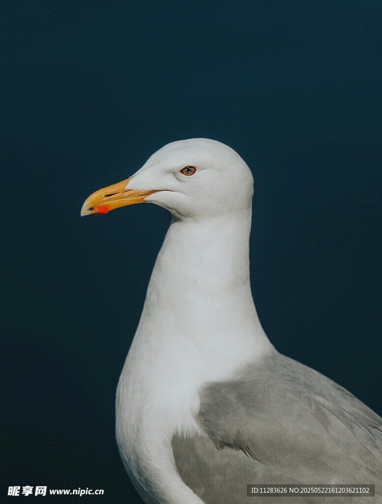 海边白海鸥特写