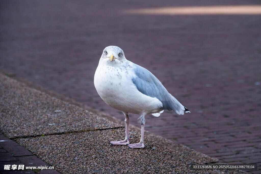 人行道上的海鸥