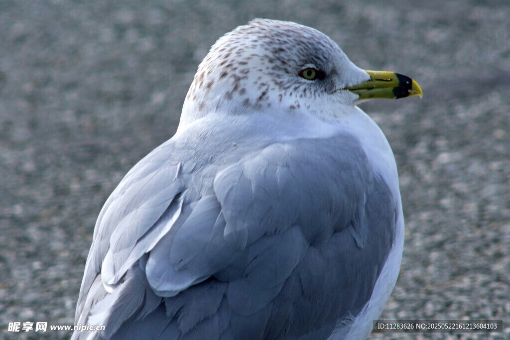 灰白海鸥特写